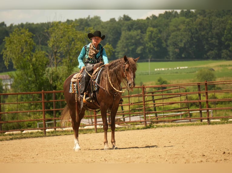 American Morgan Horse Wallach 5 Jahre 152 cm Dunkelfuchs in Fresno, OH