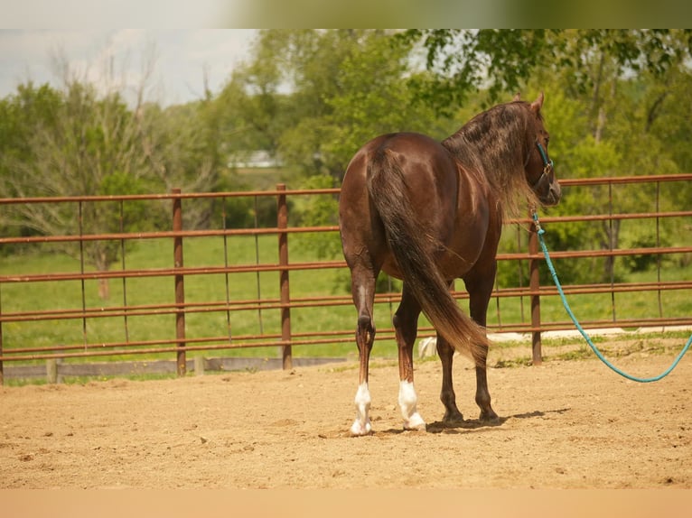 American Morgan Horse Wallach 5 Jahre 152 cm Dunkelfuchs in Fresno, OH