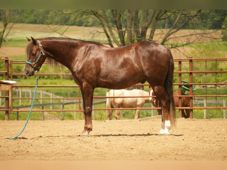 American Morgan Horse Wallach 5 Jahre 152 cm Dunkelfuchs in Fresno, OH