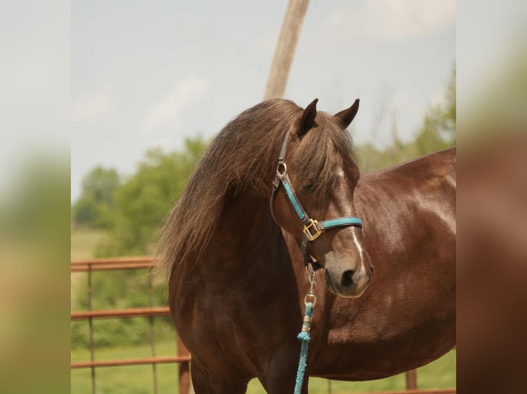 American Morgan Horse Wallach 5 Jahre 152 cm Dunkelfuchs in Fresno, OH