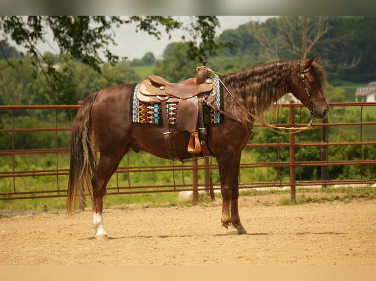 American Morgan Horse Wallach 5 Jahre 152 cm Dunkelfuchs in Fresno, OH