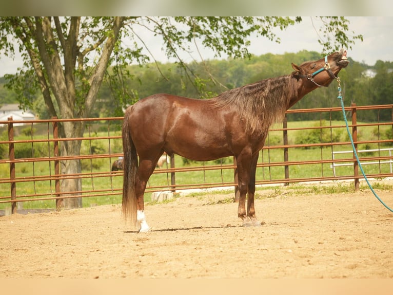 American Morgan Horse Wallach 5 Jahre 152 cm Dunkelfuchs in Fresno, OH