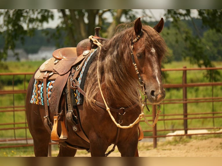 American Morgan Horse Wallach 5 Jahre 152 cm Dunkelfuchs in Fresno, OH