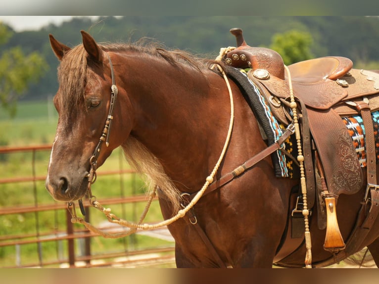 American Morgan Horse Wallach 5 Jahre 152 cm Dunkelfuchs in Fresno, OH