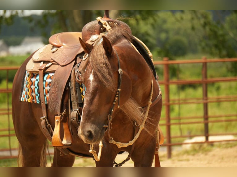 American Morgan Horse Wallach 5 Jahre 152 cm Dunkelfuchs in Fresno, OH