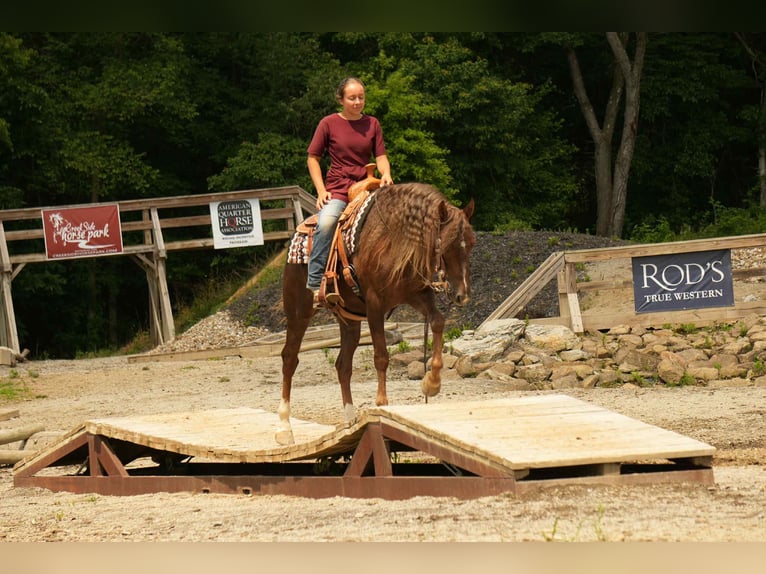American Morgan Horse Wallach 5 Jahre 152 cm Dunkelfuchs in Fresno, OH