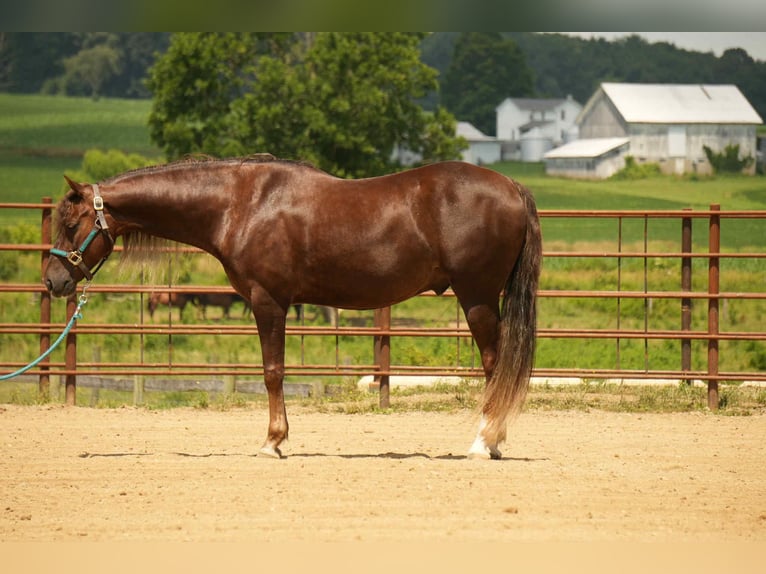 American Morgan Horse Wallach 5 Jahre 152 cm Dunkelfuchs in Fresno, OH