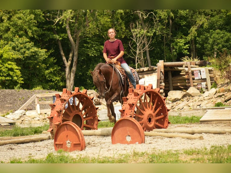 American Morgan Horse Wallach 5 Jahre 152 cm Dunkelfuchs in Fresno, OH