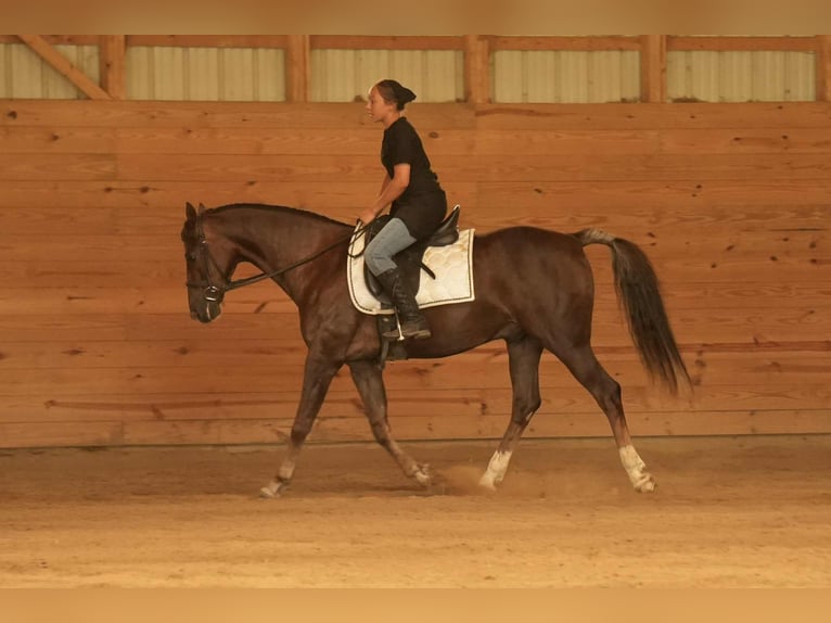 American Morgan Horse Wallach 5 Jahre 152 cm Dunkelfuchs in Fresno, OH