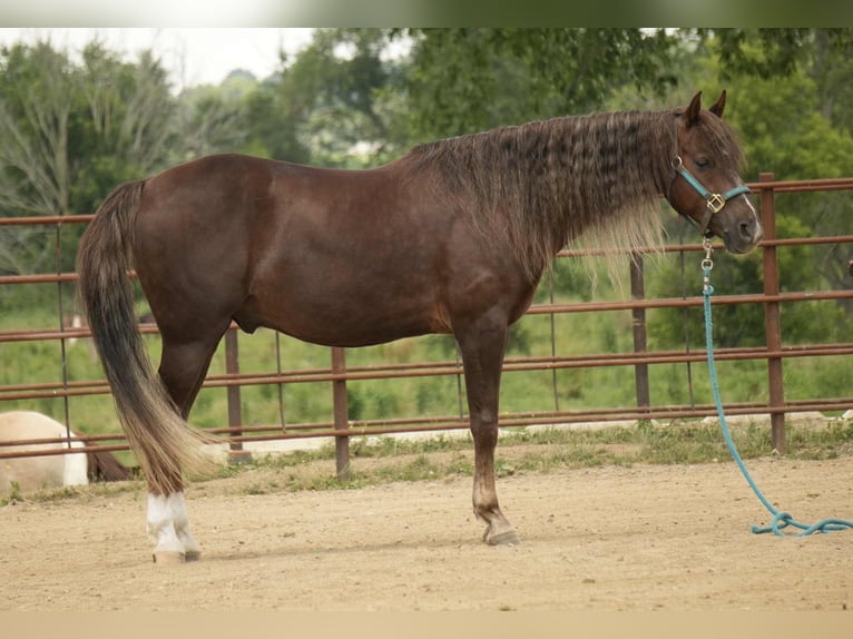 American Morgan Horse Wallach 5 Jahre 152 cm Dunkelfuchs in Fresno, OH