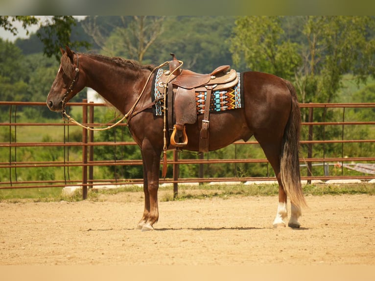 American Morgan Horse Wallach 5 Jahre 152 cm Dunkelfuchs in Fresno, OH