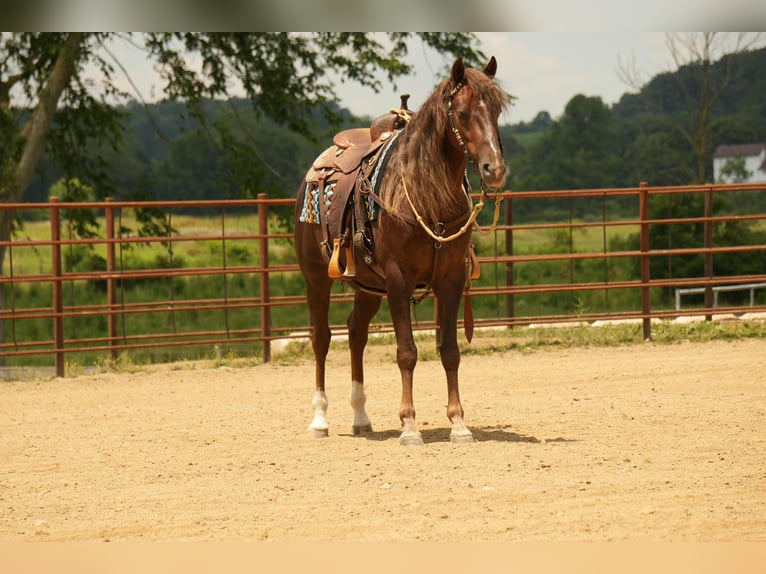 American Morgan Horse Wallach 5 Jahre 152 cm Dunkelfuchs in Fresno, OH