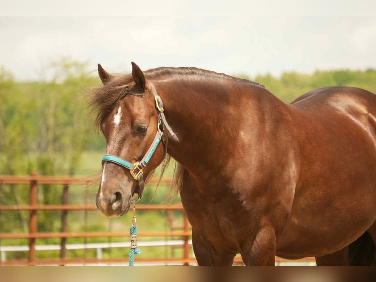 American Morgan Horse Wallach 5 Jahre 152 cm Dunkelfuchs in Fresno, OH