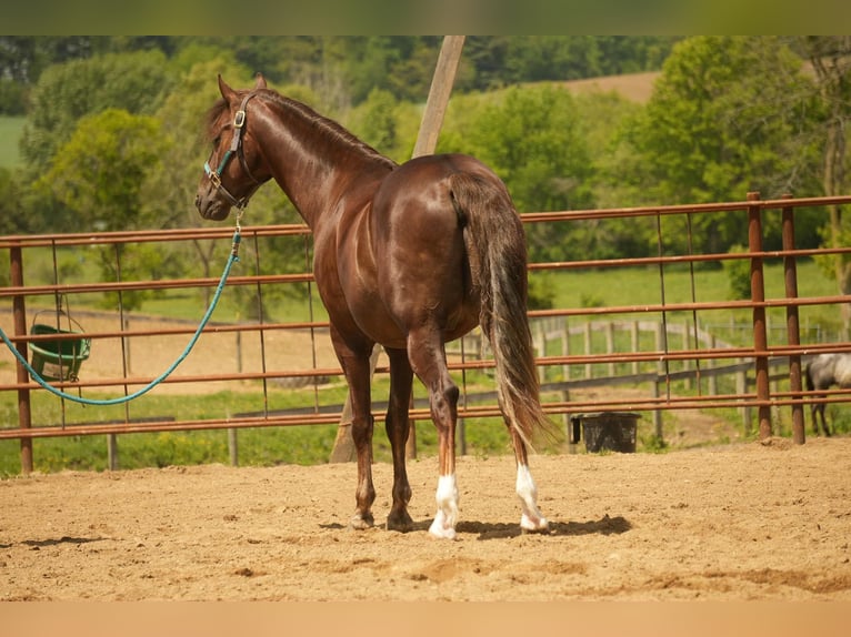 American Morgan Horse Wallach 5 Jahre 152 cm Dunkelfuchs in Fresno, OH