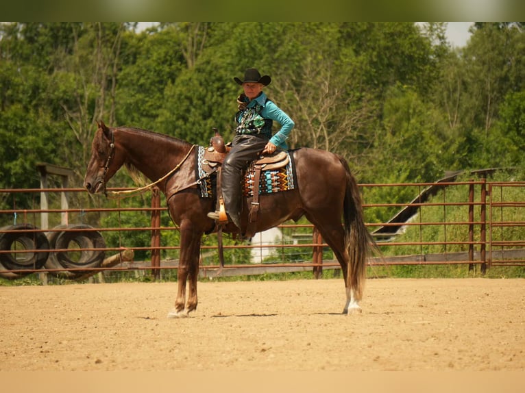 American Morgan Horse Wallach 5 Jahre 152 cm Dunkelfuchs in Fresno, OH