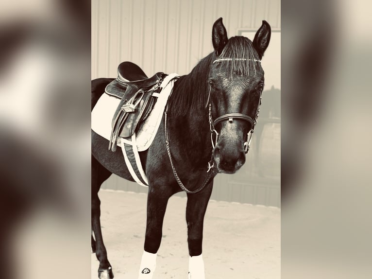 American Morgan Horse Wallach 5 Jahre 152 cm Rappe in Fort Collins