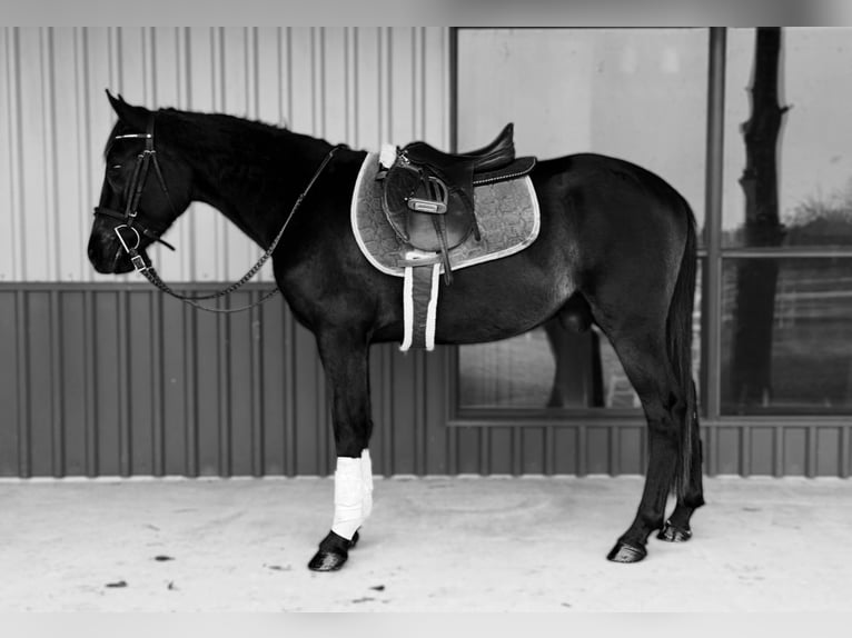 American Morgan Horse Wallach 5 Jahre 152 cm Rappe in Fort Collins