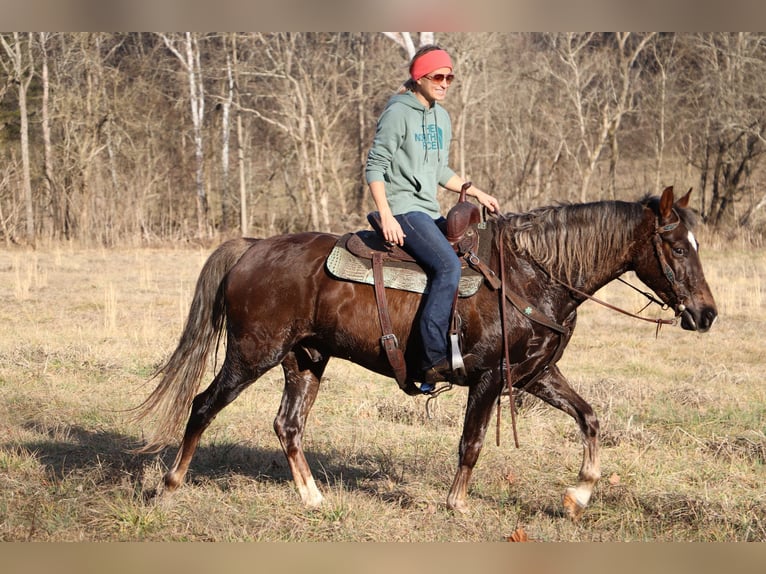American Morgan Horse Wallach 5 Jahre Brauner in Hillsboro KY