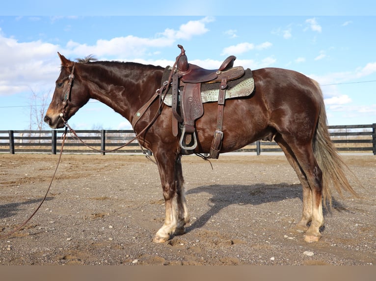 American Morgan Horse Wallach 5 Jahre Brauner in Hillsboro KY