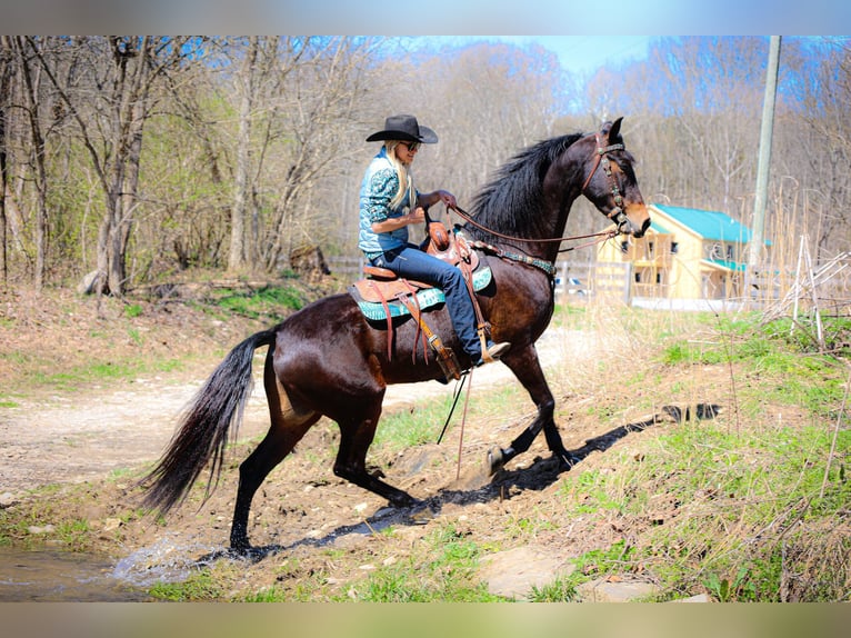American Morgan Horse Wallach 5 Jahre Rotbrauner in Flemingsburg KY
