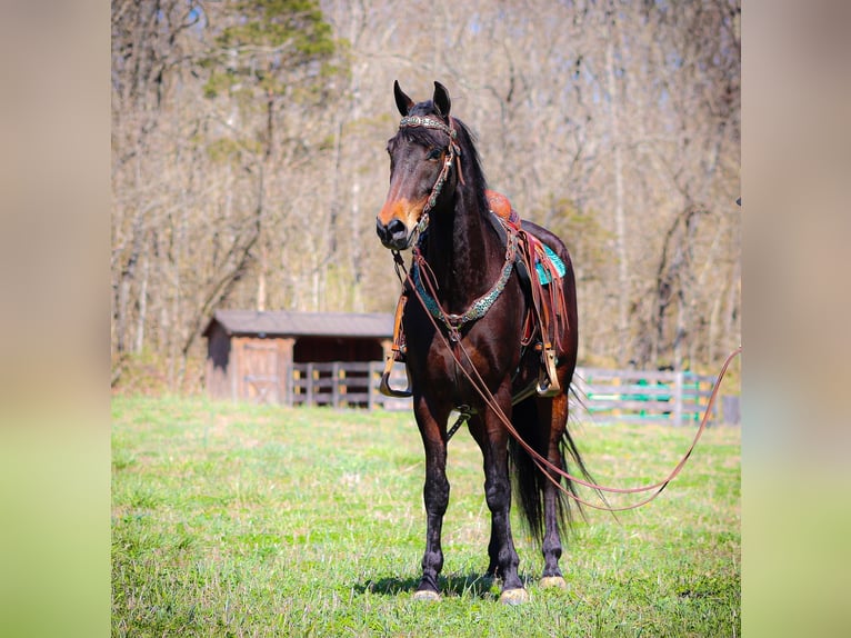 American Morgan Horse Wallach 5 Jahre Rotbrauner in Flemingsburg KY