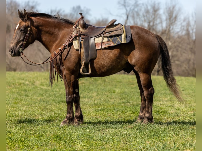 American Morgan Horse Wallach 6 Jahre 147 cm Brauner in Ewing KY
