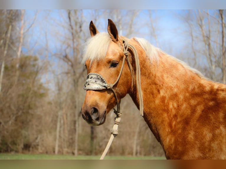 American Morgan Horse Wallach 6 Jahre 150 cm Palomino in Hillsboro, KY