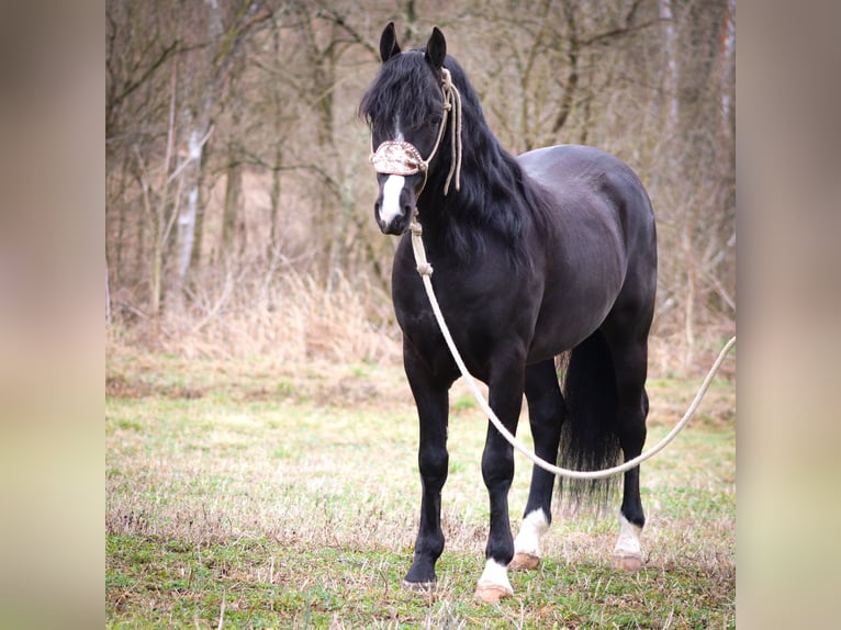 American Morgan Horse Wallach 6 Jahre 150 cm Rappe in Flemingsburg KY