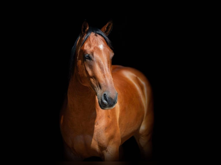 American Morgan Horse Wallach 6 Jahre 152 cm Rotbrauner in Weatherford Tx