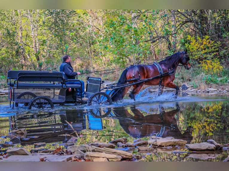 American Morgan Horse Wallach 6 Jahre 165 cm Rotbrauner in Flemingsburg KY