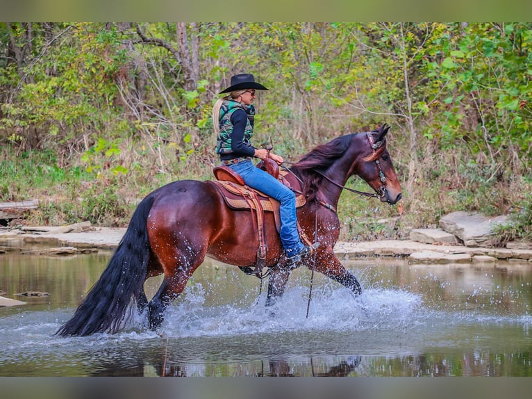 American Morgan Horse Wallach 6 Jahre 165 cm Rotbrauner in Flemingsburg KY