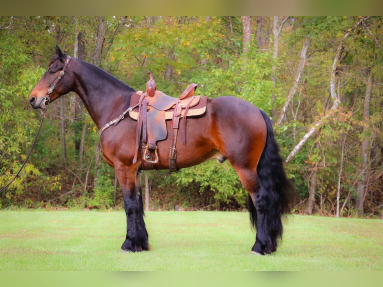 American Morgan Horse Wallach 6 Jahre 165 cm Rotbrauner in Flemingsburg KY