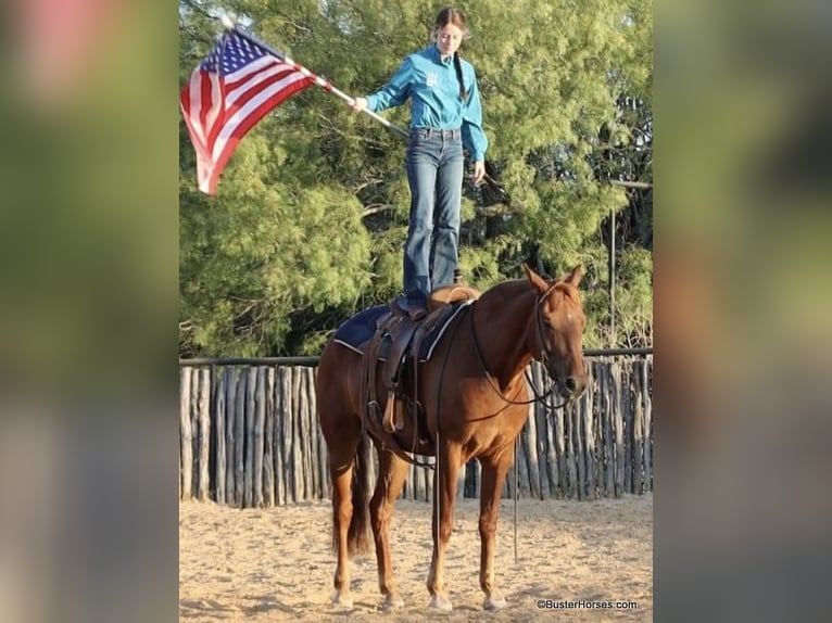 American Morgan Horse Wallach 6 Jahre Dunkelfuchs in Weatherford TX