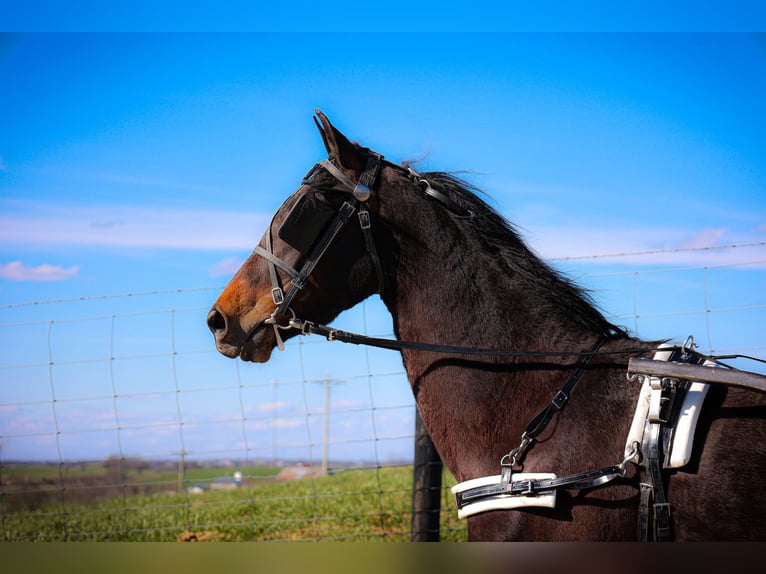 American Morgan Horse Wallach 6 Jahre Rotbrauner in Flemingsburg KY