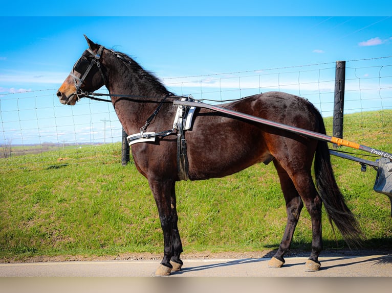 American Morgan Horse Wallach 6 Jahre Rotbrauner in Flemingsburg KY