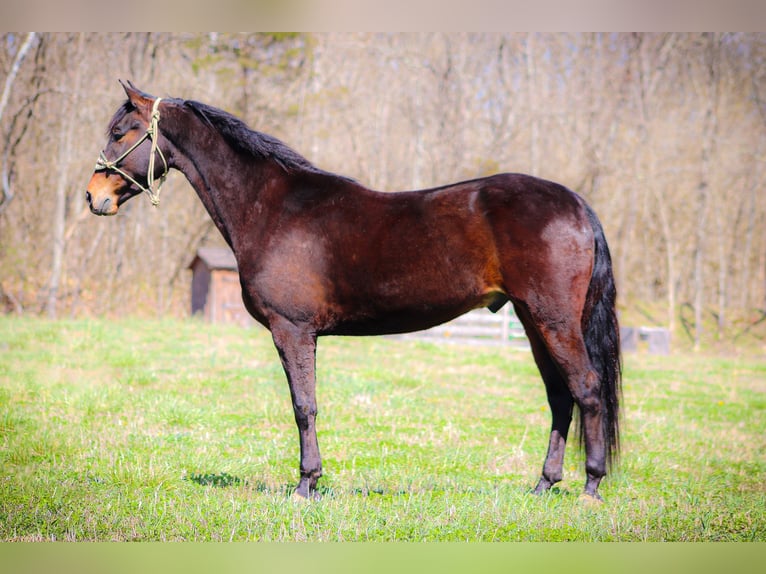 American Morgan Horse Wallach 6 Jahre Rotbrauner in Flemingsburg KY