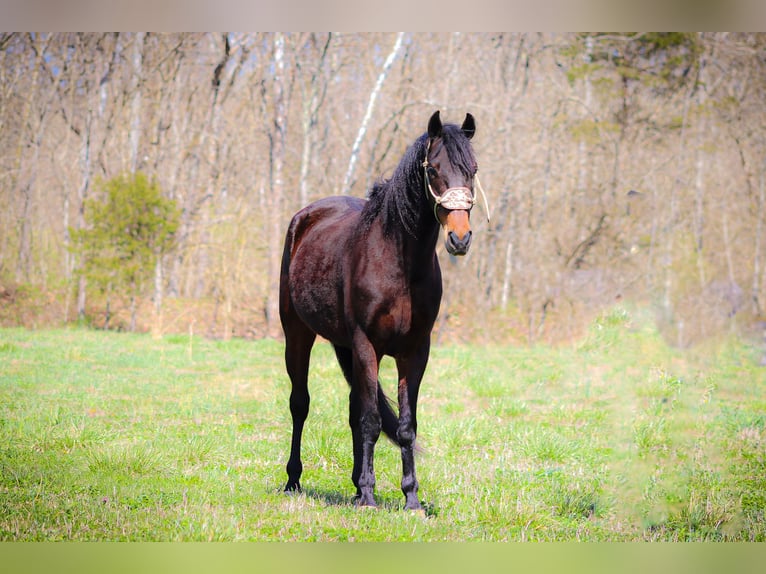 American Morgan Horse Wallach 6 Jahre Rotbrauner in Flemingsburg KY