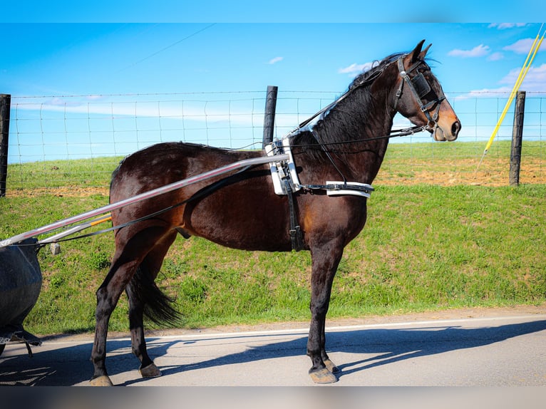 American Morgan Horse Wallach 6 Jahre Rotbrauner in Flemingsburg KY