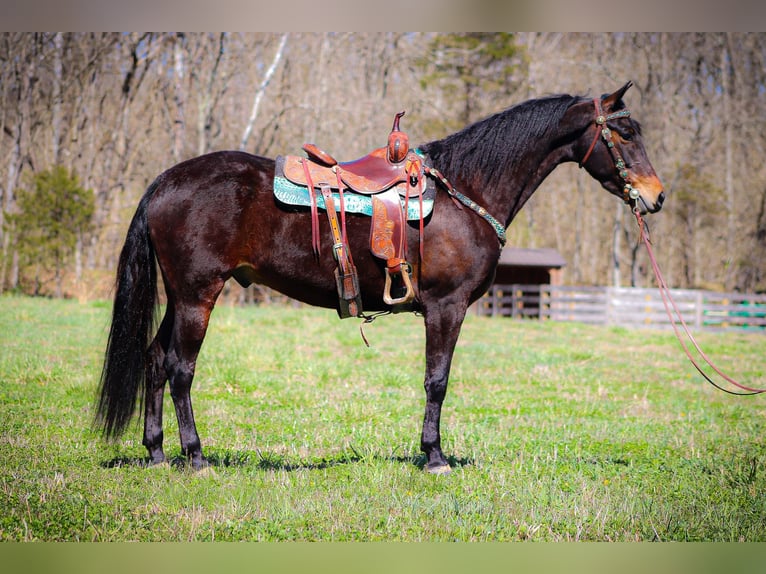 American Morgan Horse Wallach 6 Jahre Rotbrauner in Flemingsburg KY