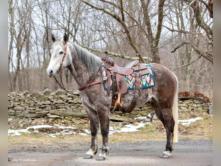American Morgan Horse Wallach 7 Jahre 147 cm Apfelschimmel in Everette PA