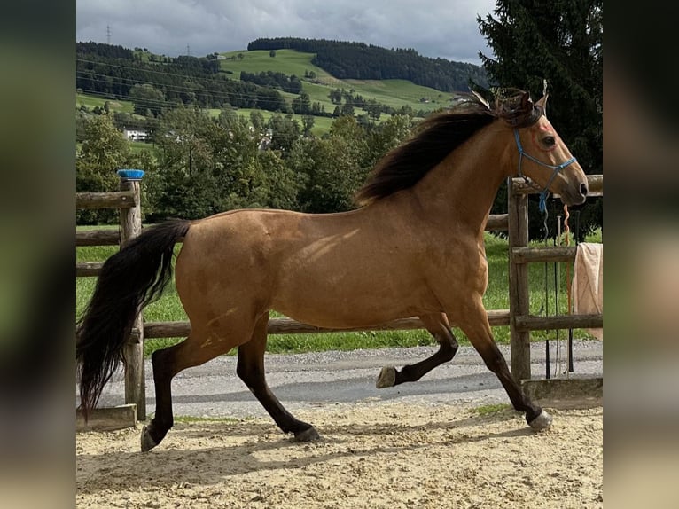 American Morgan Horse Wallach 7 Jahre 150 cm Buckskin in Ebikon