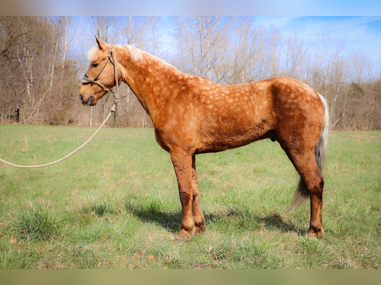 American Morgan Horse Wallach 7 Jahre 150 cm Palomino in Hillsboro, KY