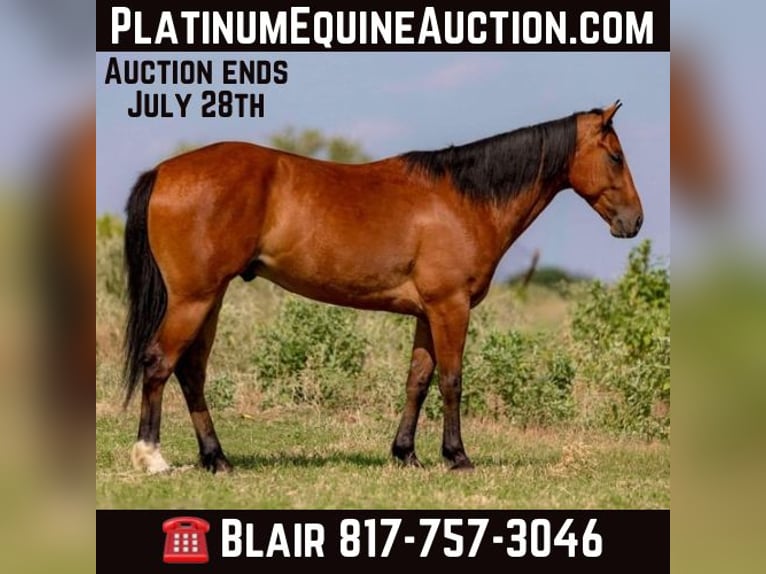 American Morgan Horse Wallach 7 Jahre 152 cm Rotbrauner in Weatherford Tx