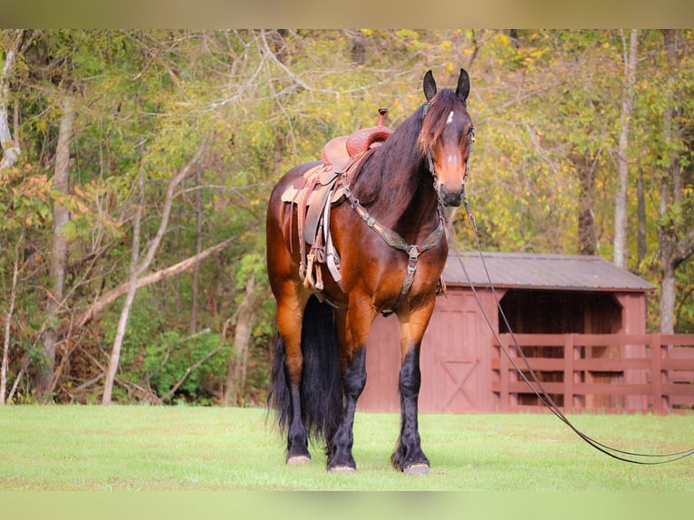 American Morgan Horse Wallach 7 Jahre 165 cm Rotbrauner in Flemingsburg KY