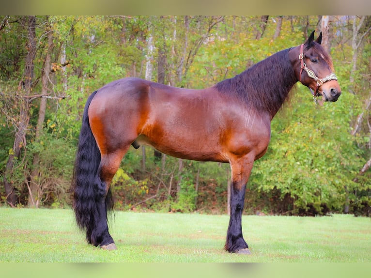 American Morgan Horse Wallach 7 Jahre 165 cm Rotbrauner in Flemingsburg KY