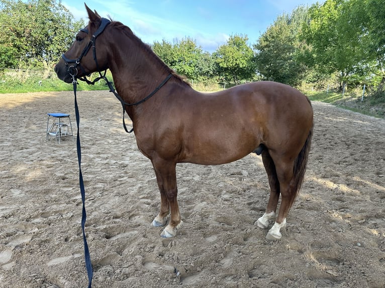 American Morgan Horse Wallach 8 Jahre 153 cm Fuchs in Karby