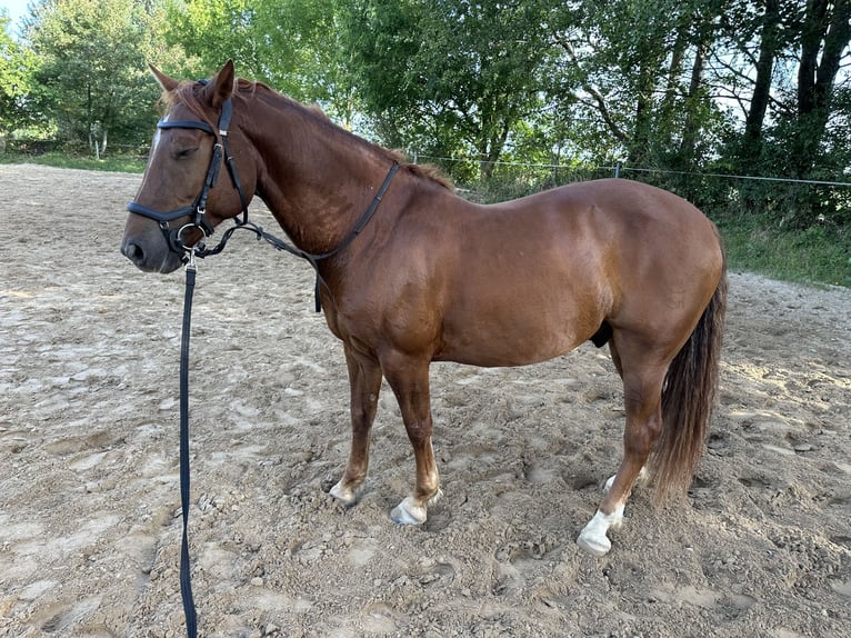 American Morgan Horse Wallach 8 Jahre 153 cm Fuchs in Karby