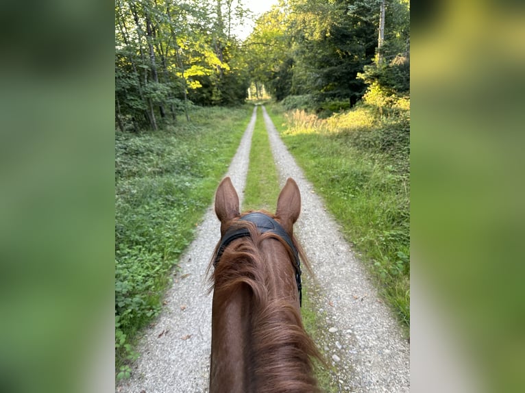 American Morgan Horse Wallach 8 Jahre 153 cm Fuchs in Karby