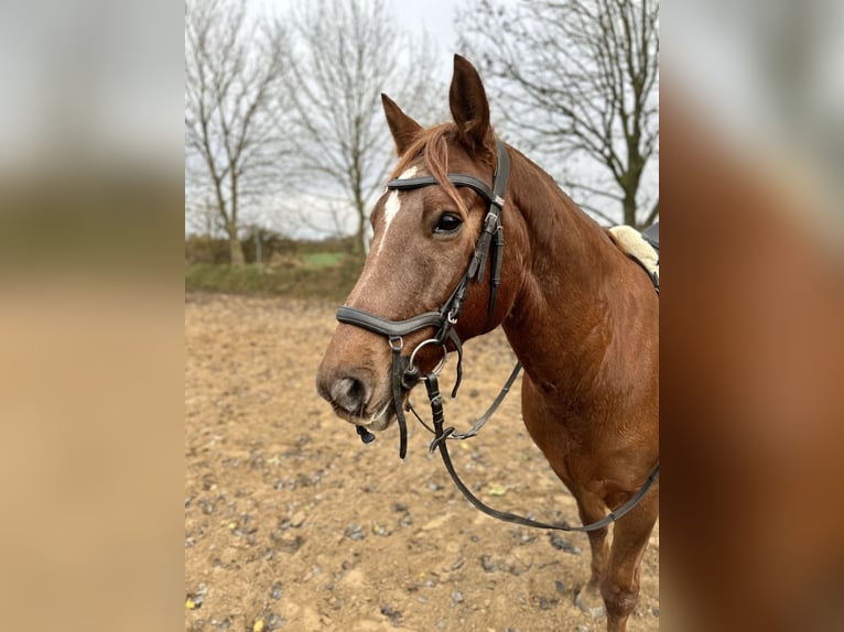 American Morgan Horse Wallach 8 Jahre 153 cm Fuchs in Karby