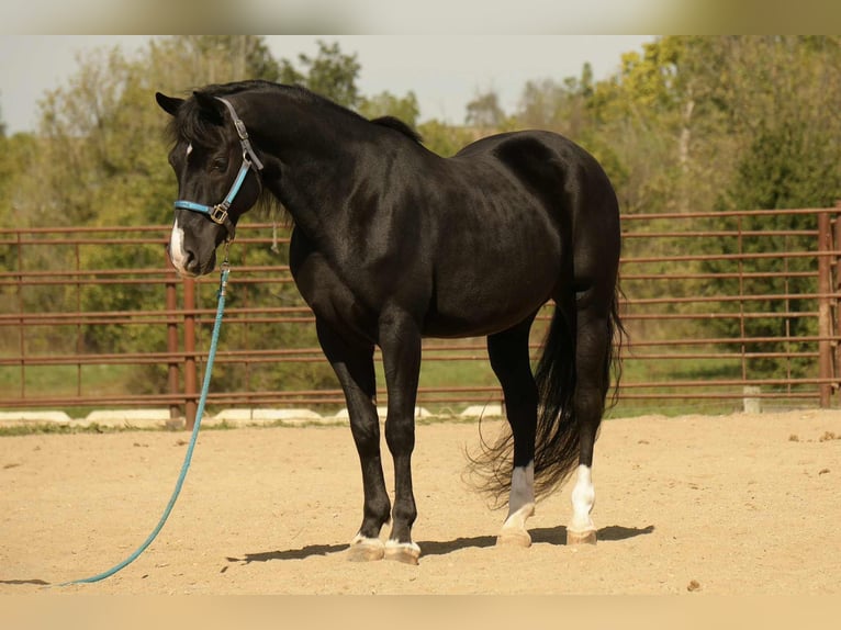 American Morgan Horse Wallach 8 Jahre 155 cm Rappe in Fresno